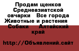 Продам щенков Среднеазиатской овчарки - Все города Животные и растения » Собаки   . Алтайский край